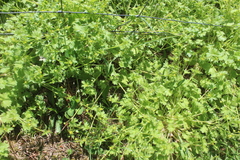 Ranunculus parviflorus