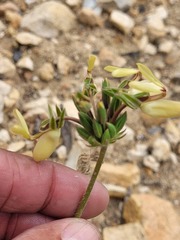 Pelargonium rapaceum