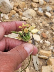 Pelargonium rapaceum