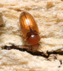 Cryptophaginae