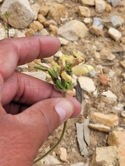 Pelargonium rapaceum