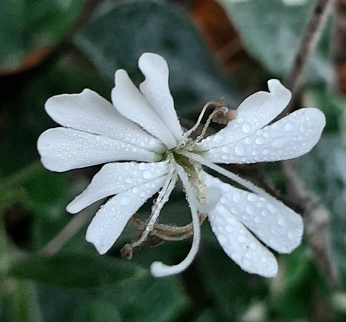Badaro's lijmkruid (Silene badaroi)