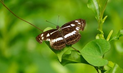 Neptis jumbah nalanda