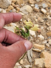 Pelargonium rapaceum