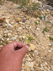 Pelargonium rapaceum