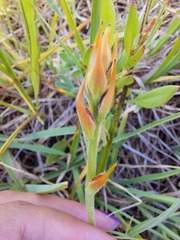 Wachendorfia multiflora