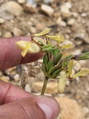 Pelargonium rapaceum