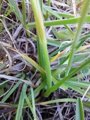 Wachendorfia multiflora