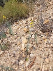 Lebeckia