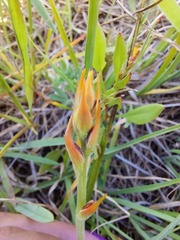 Wachendorfia multiflora