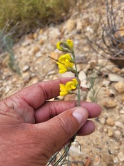 Lebeckia