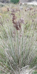 Juncus acutus