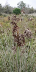 Juncus acutus