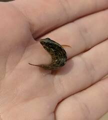 Chasmodes bosquianus