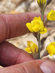 Lebeckia