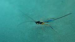 Ichneumon