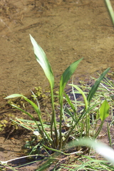 Alisma lanceolatum