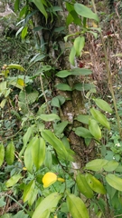 Pothos chinensis