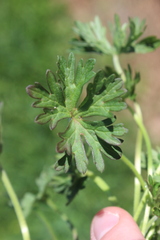Geranium solanderi