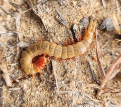 Cormocephalus
