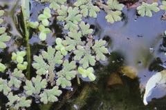 Azolla rubra