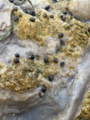 Littorina subrotundata