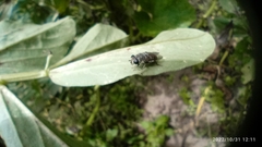 Asemosyrphus mexicanus