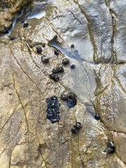 Littorina subrotundata