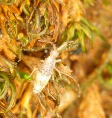 Entomobryoidea
