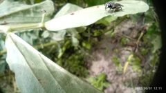 Asemosyrphus mexicanus