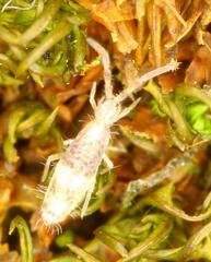 Entomobryoidea