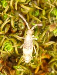 Entomobryoidea