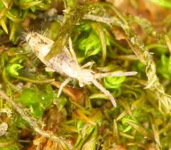 Entomobryoidea