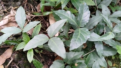 Tetrastigma formosanum