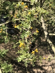 Geoffroea decorticans