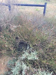 Willdenowia incurvata