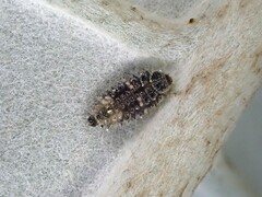 Adoxellus flavihirtus