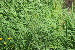 Poa trivialis