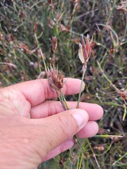 Willdenowia incurvata