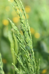 Poa trivialis