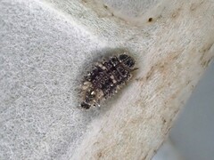 Adoxellus flavihirtus