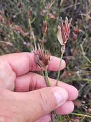 Willdenowia incurvata