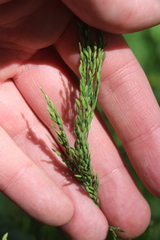 Poa trivialis