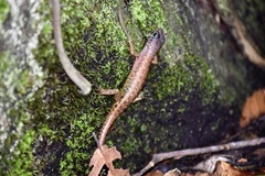 Sphenomorphus sabanus