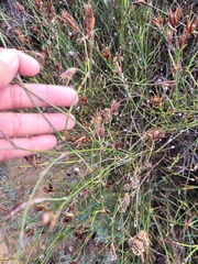 Willdenowia incurvata