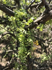 Geoffroea decorticans