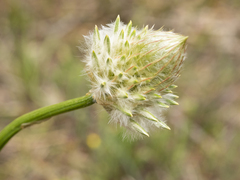 Ptilotus macrocephalus
