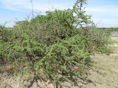 Geoffroea decorticans
