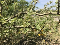 Geoffroea decorticans