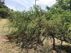 Geoffroea decorticans